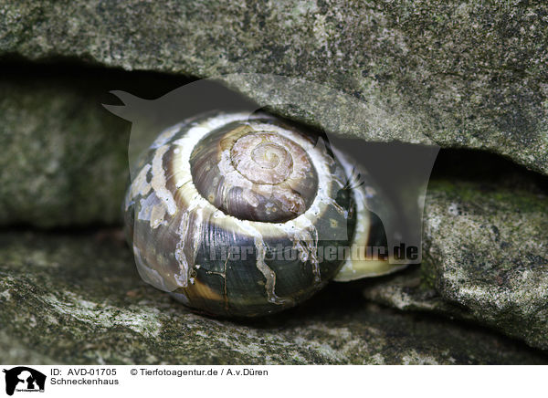 Schneckenhaus / snail shell / AVD-01705