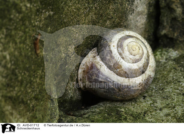 Schneckenhaus / snail shell / AVD-01712