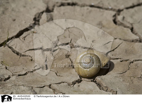 Schneckenhaus / snail shell / AVD-02520