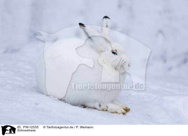 Schneehase / Alpine hare / PW-12535