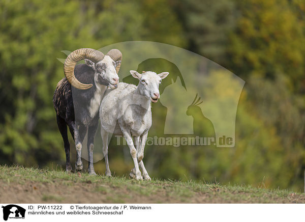 mnnliches und weibliches Schneeschaf / male and female snow sheep / PW-11222