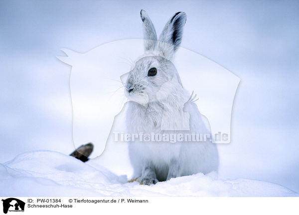 Schneeschuh-Hase / PW-01384