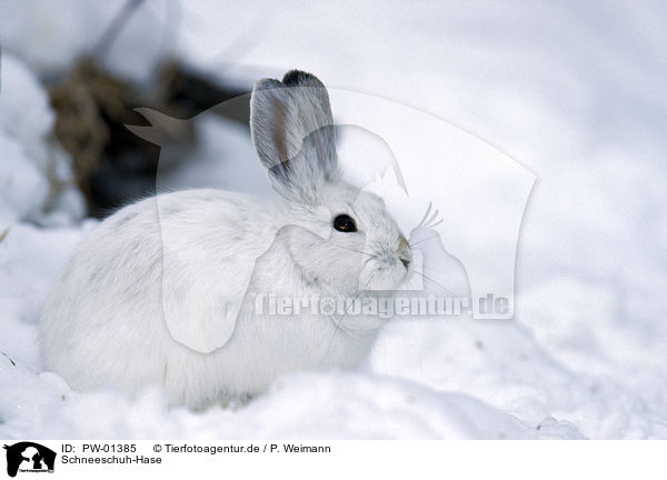 Schneeschuh-Hase / Snowshoe Hare / PW-01385
