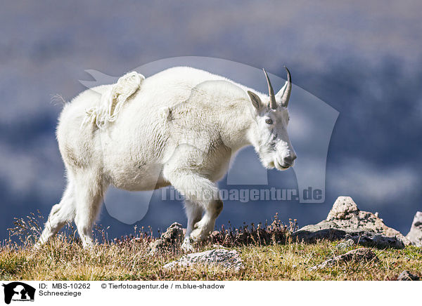 Schneeziege / Rocky Mountain Goat / MBS-10262