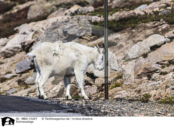 Schneeziege / Rocky Mountain Goat / MBS-10267
