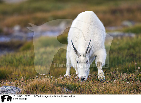 Schneeziege / Rocky Mountain Goat / MBS-10270