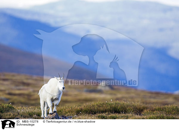 Schneeziege / Rocky Mountain Goat / MBS-10278