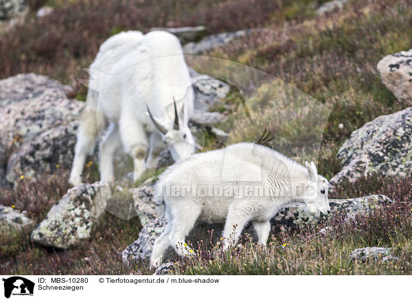 Schneeziegen / Rocky Mountain Goats / MBS-10280