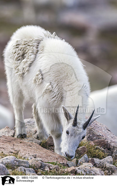 Schneeziege / Rocky Mountain Goat / MBS-10286
