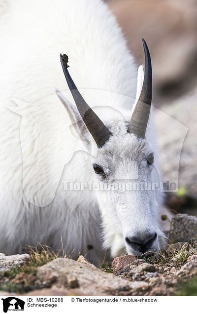 Schneeziege / Rocky Mountain Goat / MBS-10288