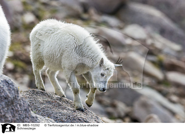 Schneeziege / Rocky Mountain Goat / MBS-10292