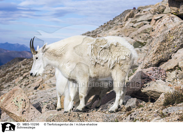 Schneeziege / Rocky Mountain Goat / MBS-10296