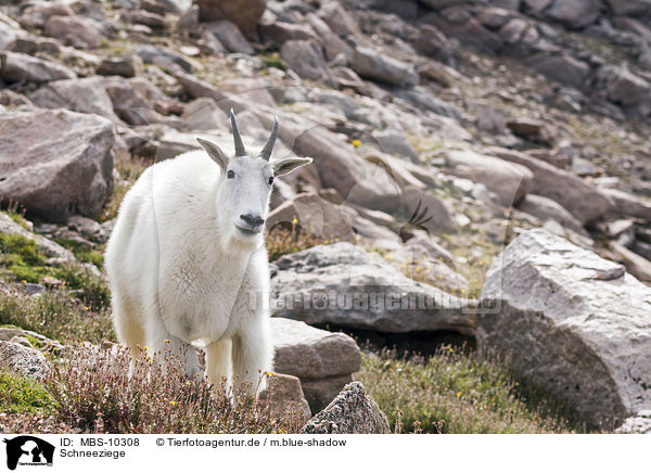 Schneeziege / Rocky Mountain Goat / MBS-10308
