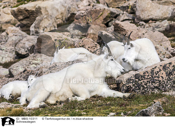Schneeziegen / Rocky Mountain Goats / MBS-10311