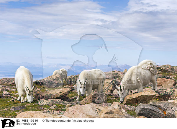 Schneeziegen / Rocky Mountain Goats / MBS-10316