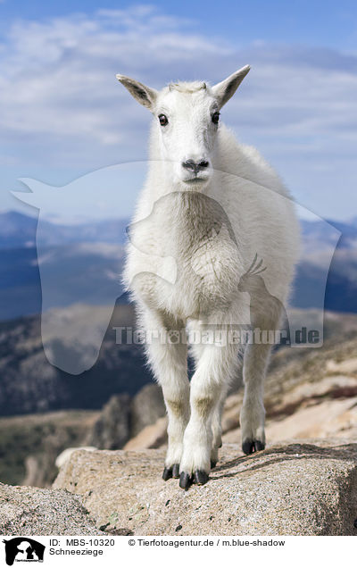Schneeziege / Rocky Mountain Goat / MBS-10320