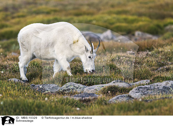 Schneeziege / Rocky Mountain Goat / MBS-10329