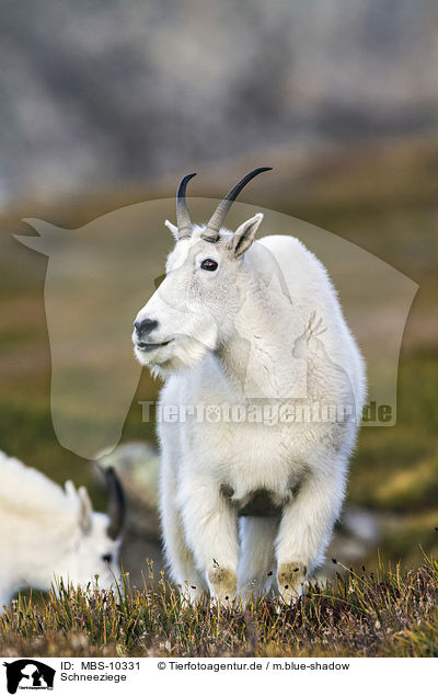 Schneeziege / Rocky Mountain Goat / MBS-10331