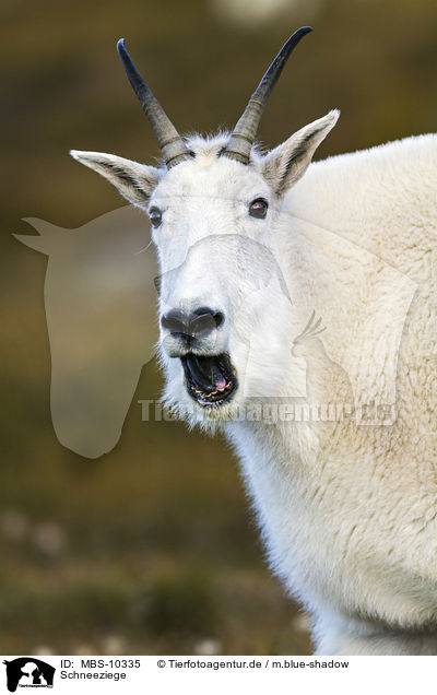 Schneeziege / Rocky Mountain Goat / MBS-10335