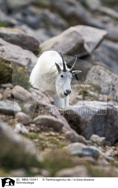 Schneeziege / Rocky Mountain Goat / MBS-10341
