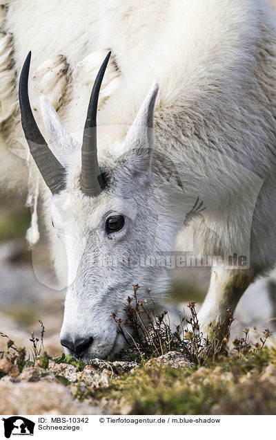 Schneeziege / Rocky Mountain Goat / MBS-10342