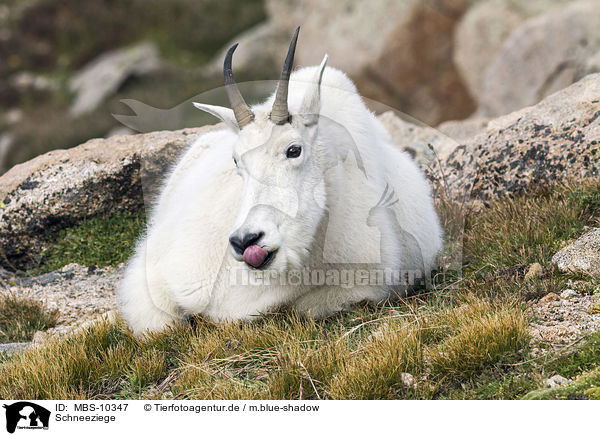 Schneeziege / Rocky Mountain Goat / MBS-10347