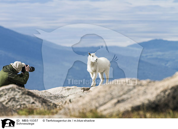 Schneeziege / Rocky Mountain Goat / MBS-10357