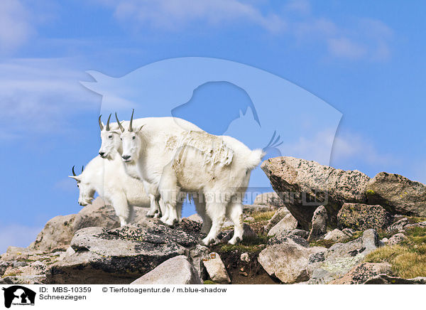 Schneeziegen / Rocky Mountain Goats / MBS-10359