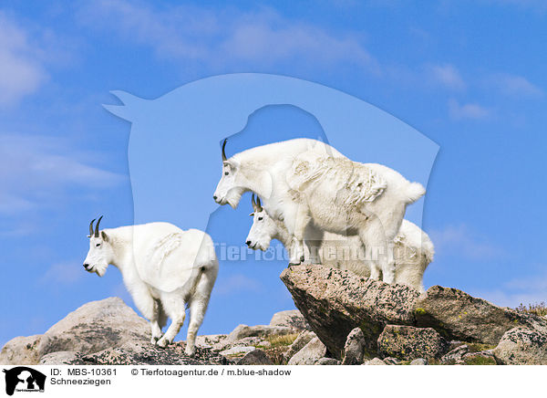 Schneeziegen / Rocky Mountain Goats / MBS-10361