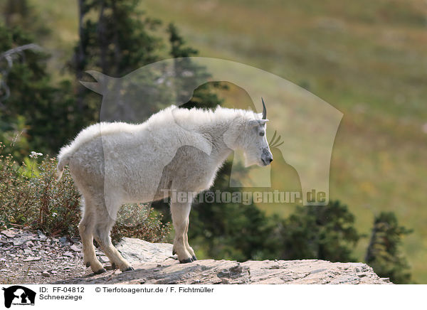 Schneeziege / Rocky Mountain Goat / FF-04812