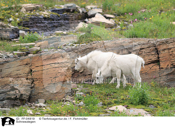 Schneeziegen / Rocky Mountain Goats / FF-04819