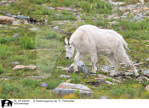Schneeziege / Rocky Mountain Goat / FF-04820