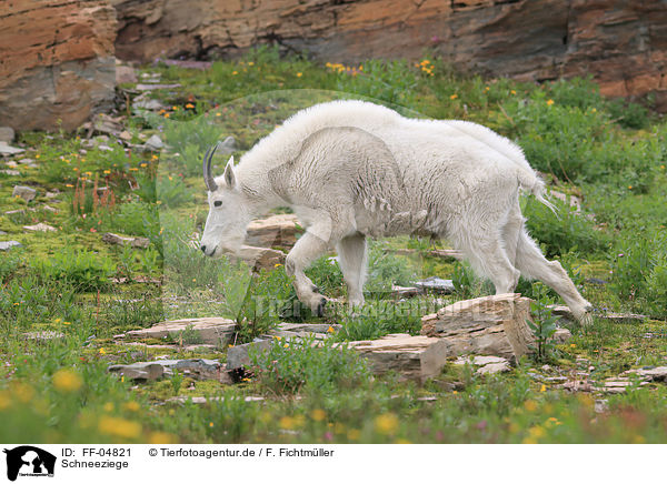 Schneeziege / Rocky Mountain Goat / FF-04821