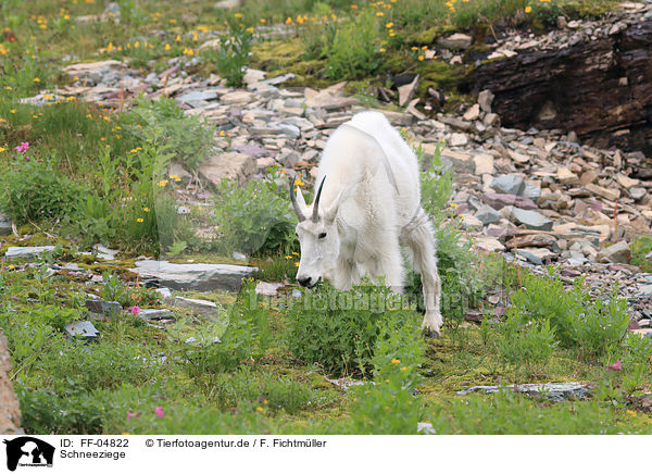 Schneeziege / Rocky Mountain Goat / FF-04822