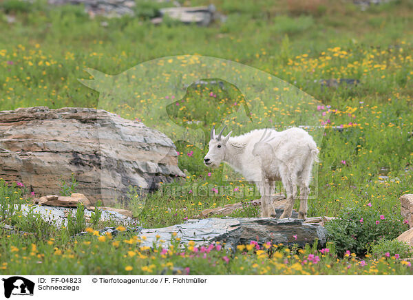 Schneeziege / Rocky Mountain Goat / FF-04823