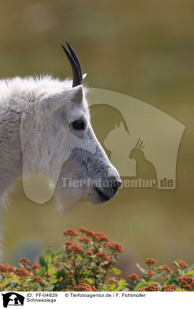 Schneeziege / Rocky Mountain Goat / FF-04829