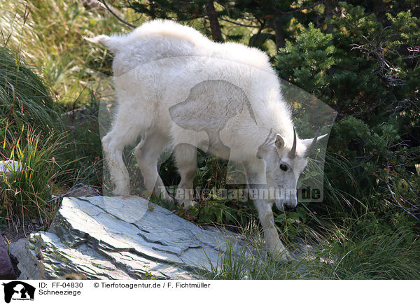 Schneeziege / Rocky Mountain Goat / FF-04830
