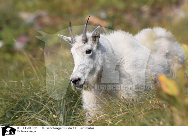 Schneeziege / Rocky Mountain Goat / FF-04833