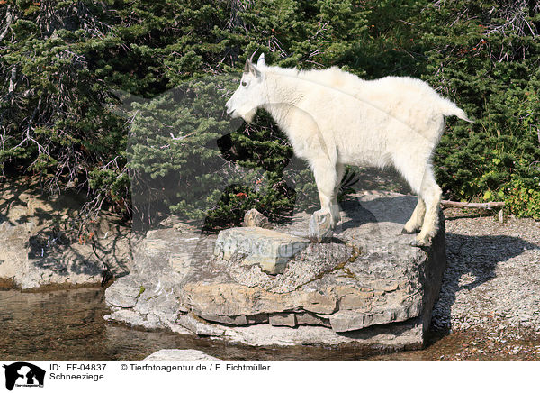 Schneeziege / Rocky Mountain Goat / FF-04837