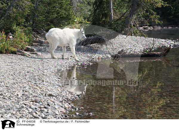 Schneeziege / Rocky Mountain Goat / FF-04838