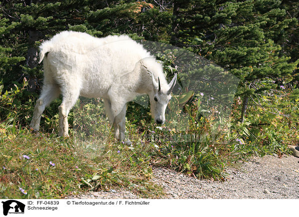 Schneeziege / Rocky Mountain Goat / FF-04839