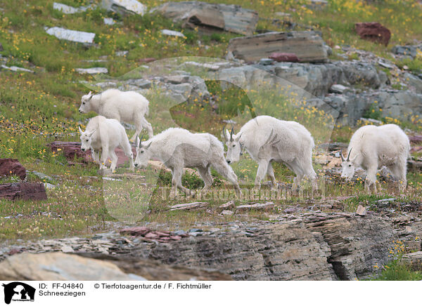 Schneeziegen / Rocky Mountain Goats / FF-04840