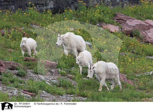 Schneeziegen / Rocky Mountain Goats / FF-04841