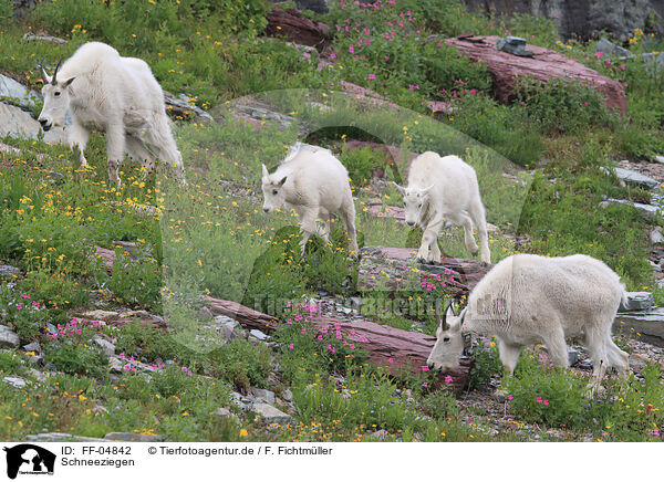 Schneeziegen / Rocky Mountain Goats / FF-04842