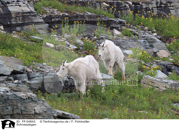 Schneeziegen / Rocky Mountain Goats / FF-04843