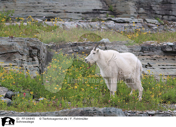 Schneeziege / Rocky Mountain Goat / FF-04845