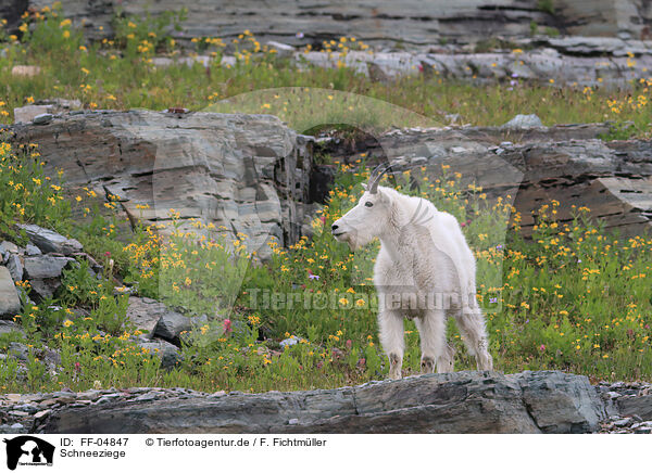 Schneeziege / Rocky Mountain Goat / FF-04847