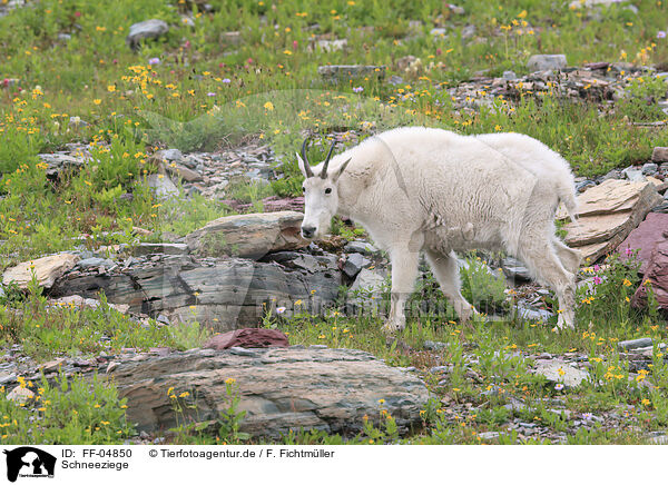 Schneeziege / Rocky Mountain Goat / FF-04850