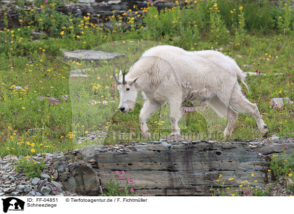 Schneeziege / Rocky Mountain Goat / FF-04851