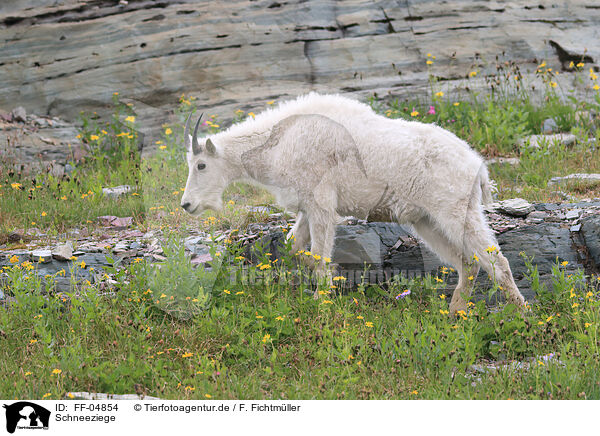 Schneeziege / Rocky Mountain Goat / FF-04854